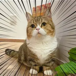 小猫查询